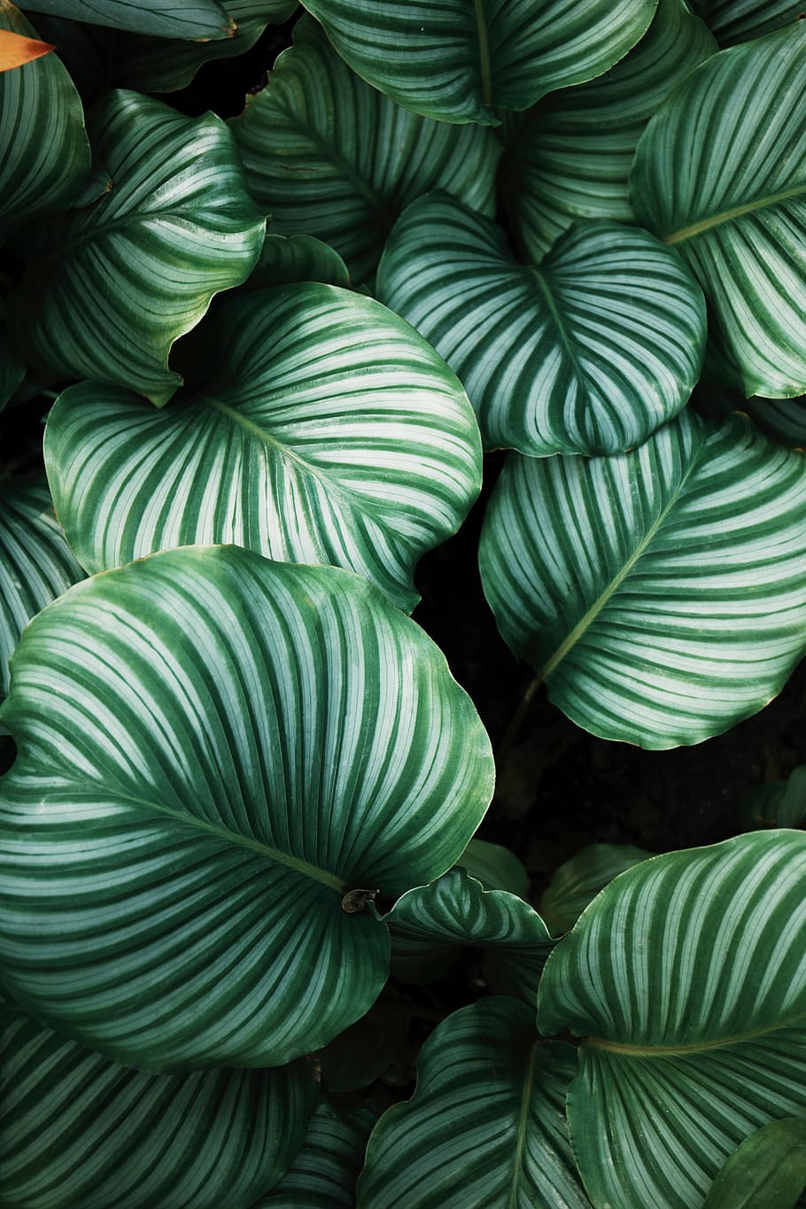 Green Leaf Indoor Plants, day, natural pattern, texture, tree Free HD Wallpaper