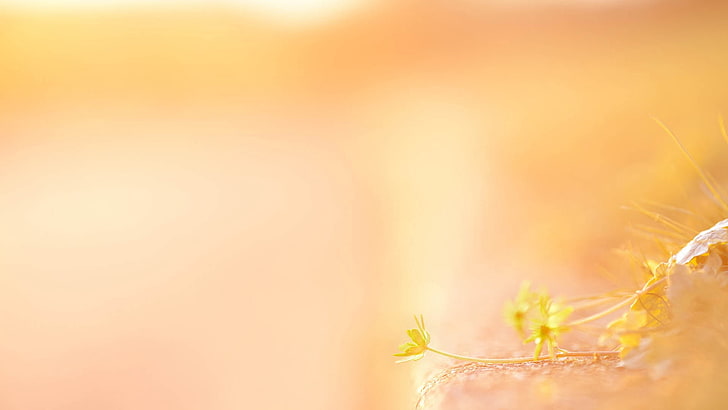 Light Color Flowers, sunlight, flowering plant, abstract, no people Free HD Wallpaper