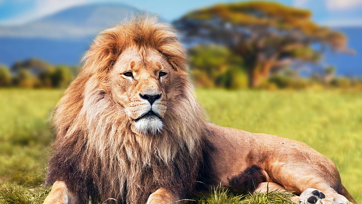 Lioness Lying Down, wildlife reserve, plain, vertebrate, masai mara Free HD Wallpaper
