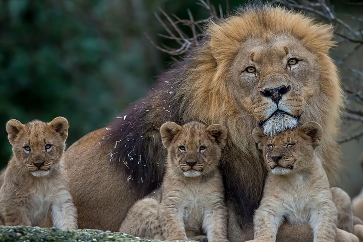Male Lion Family, nature, africa, no people, feline Free HD Wallpaper