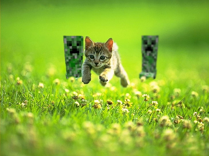 Minecraft Cat IRL, green color, domestic animals, motion, domestic cat Free HD Wallpaper