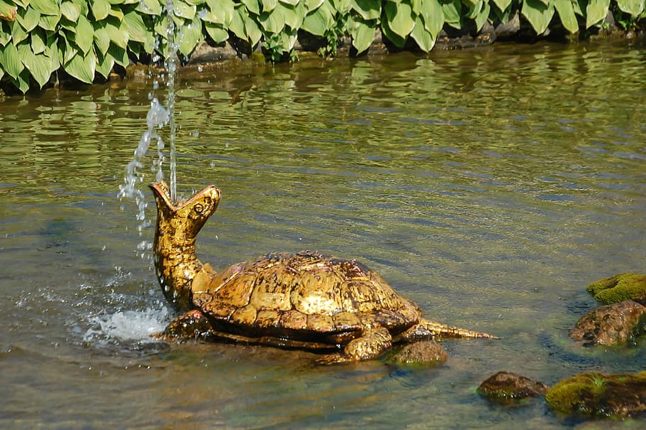 Missouri Box Turtle, pond, outdoors, statue, animals in the wild Free HD Wallpaper