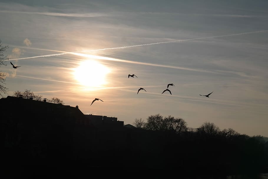 Moon Stars and Clouds, silhouette, midair, animals in the wild, contrail Free HD Wallpaper