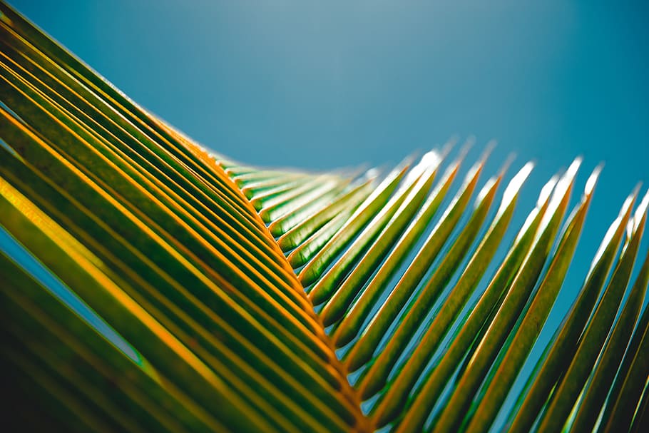 Palm Leaves, closeup, nature, no people, abstract Free HD Wallpaper