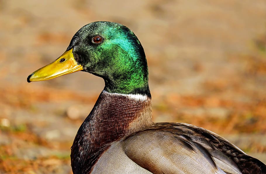 Pet Mallard Duck, outdoors, no people, one animal, bill Free HD Wallpaper