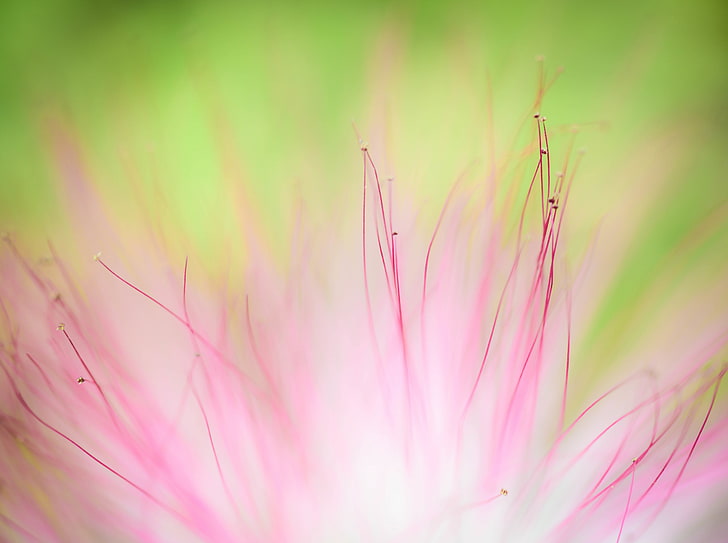 Pink Spring Flowers, blurry, light, soft, flower Free HD Wallpaper