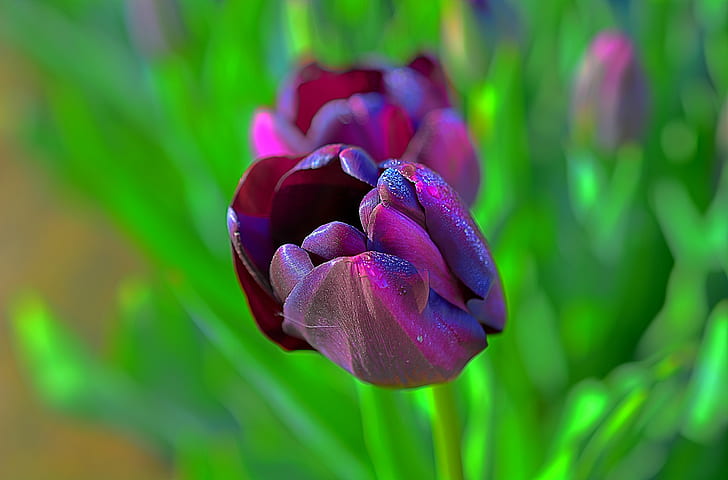 Pink Tulips Flowers, tulip festival, beauty in nature, water, oregon Free HD Wallpaper