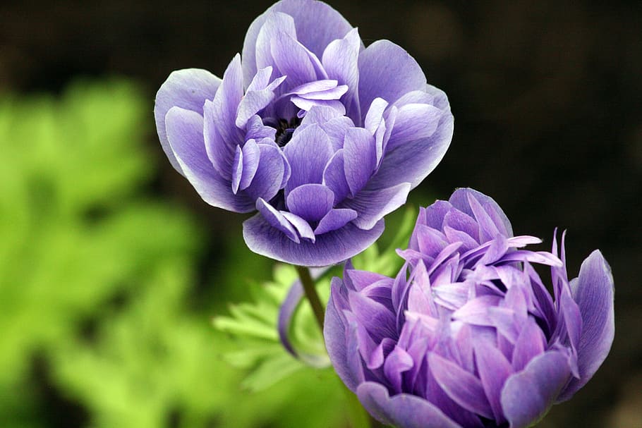 Purple Funeral Flower Arrangements, freshness, floral, spring, bud Free HD Wallpaper