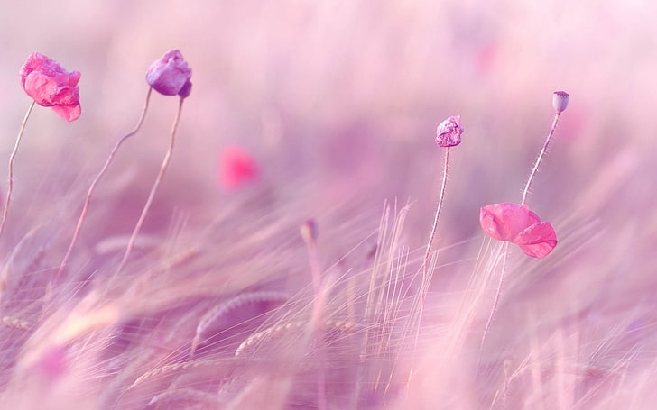 Purple Plant Pink Flowers, springtime, no people, focus on foreground, season Free HD Wallpaper