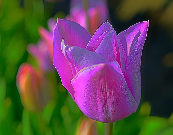 Red and Pink Tulips, prince, outdoors, blossom, pastel Free HD Wallpaper