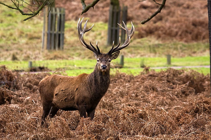 Red Stag vs Elk, antler, horned, richmond park, mammal Free HD Wallpaper