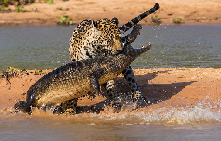 Tiger Attacks Crocodile, africa, south africa, outdoors, safari Free HD Wallpaper