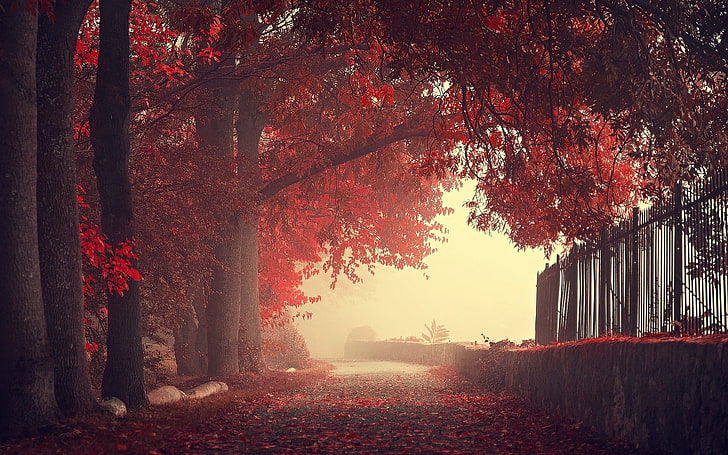 Weeping Cherry Tree, trunk, sunlight, orange color, tree trunk