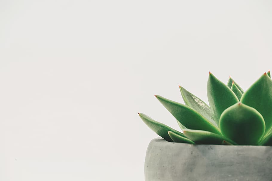 Aesthetic Leaf, minimalist, succulent plant, plant part, indoors Free HD Wallpaper