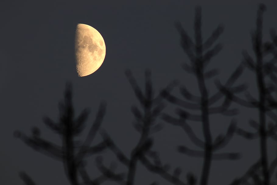 Aesthetic Moon Pics, astrology, branch, gloomy, winter Free HD Wallpaper