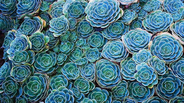 Aesthetic Succulent Plants, design, arrangement, large group of objects, no people Free HD Wallpaper