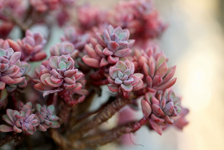 Agave Plant, bouquet, no people, makro, softness Free HD Wallpaper