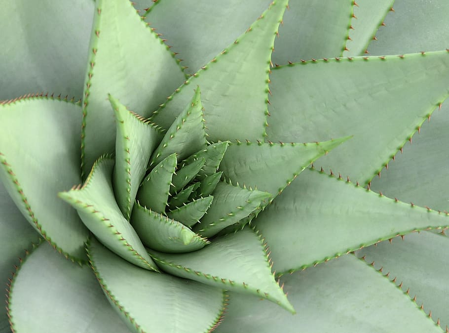 Aloe Vera Chinensis, green color, no people, spiked, leaf Free HD Wallpaper