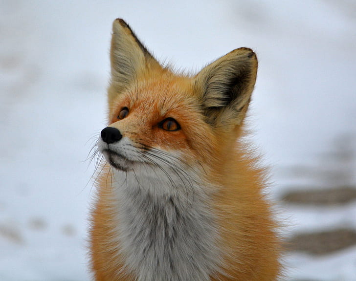 Arctic Fox, arctic, arctic fox, wildlife, animals in the wild Free HD Wallpaper