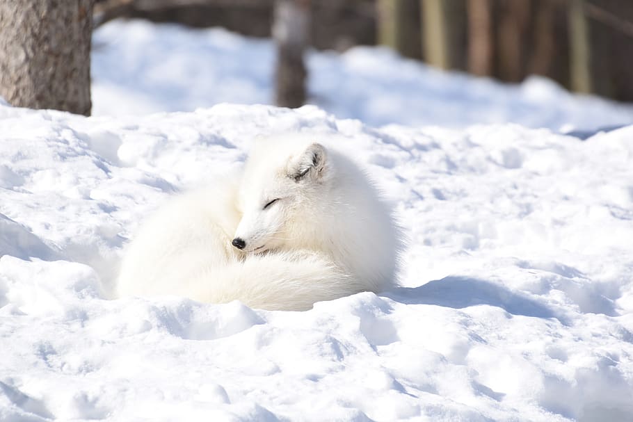 Arctic Fox Furries, animals in the wild, white color, sleep, cute Free HD Wallpaper