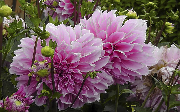 Are Dahlias Perennials, dahlia, pink, pale Free HD Wallpaper