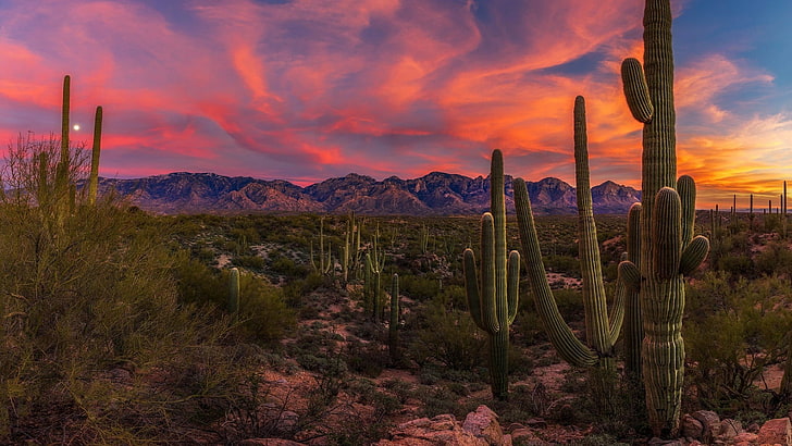 Arizona Desert Landscape Plants, no people, evening, semiarid, scenics  nature Free HD Wallpaper