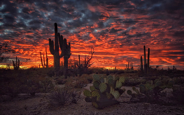 Arizona Desert Sunset, tranquility, flaming, sky, desert Free HD Wallpaper