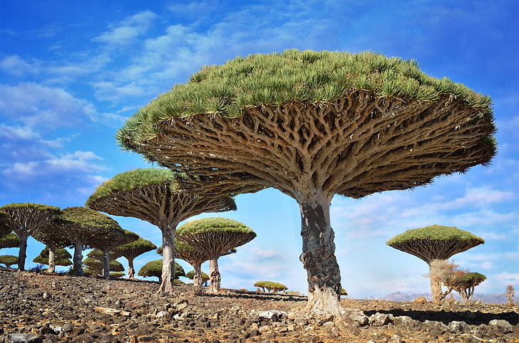 Baobab Tree, scenics  nature, day, low angle view, dragon blood tree Free HD Wallpaper