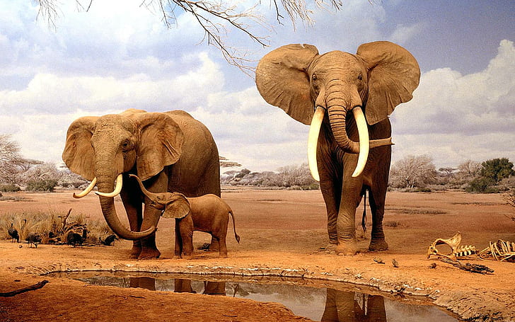 Beautiful Elephant, hole, mom, tusks, school Free HD Wallpaper