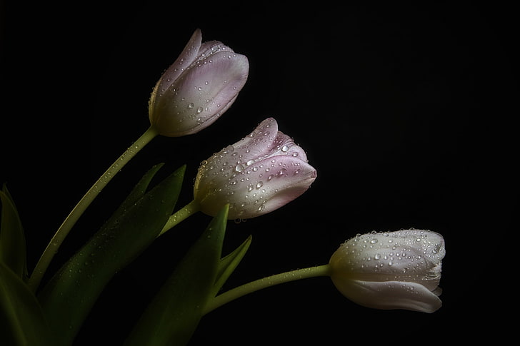 Black Tulip Bulbs, pale, dark, drops, rosa Free HD Wallpaper