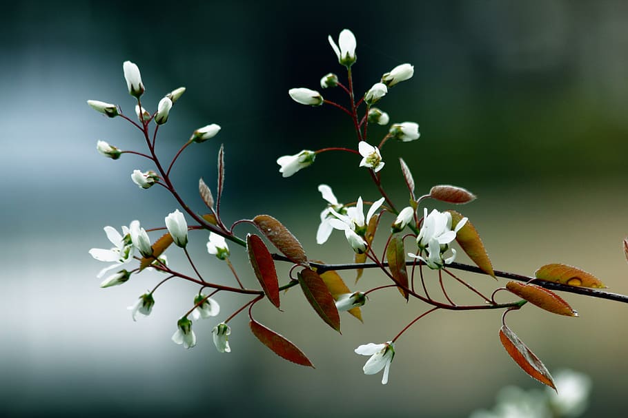 blooming, floral background, bloom, cherry