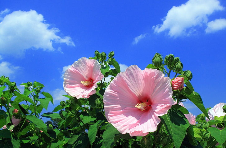 blossom, day, summer, closeup