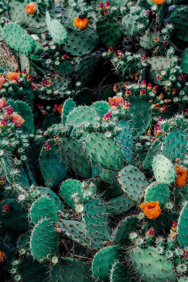 Cacti with Flowers, high angle view, closeup, botany, growth Free HD Wallpaper