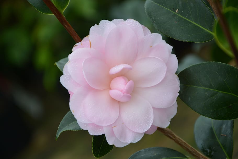 Camellia Meaning Symbolism, garden, plant, nature, vulnerability Free HD Wallpaper