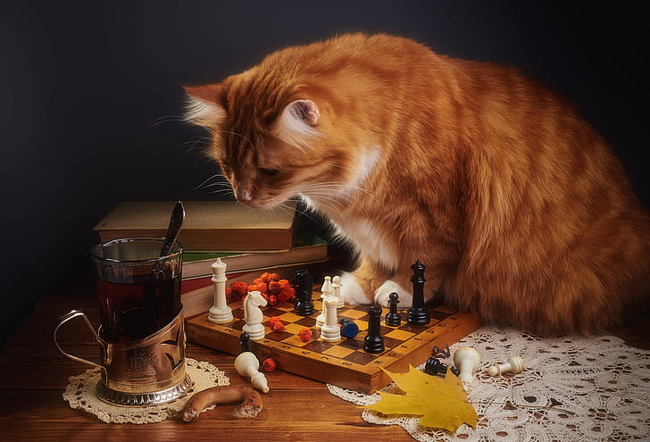 Cat Chess Pieces, items, red, chess board, composition Free HD Wallpaper