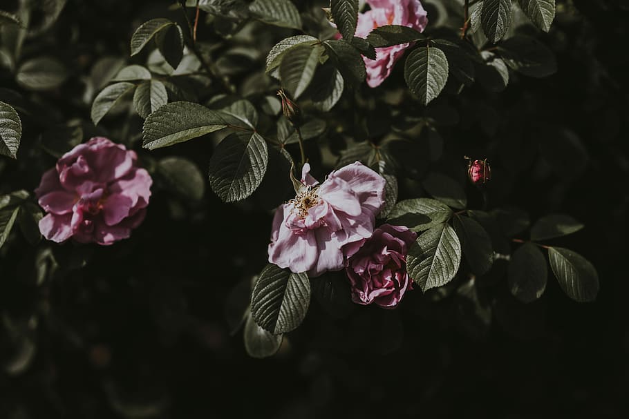 cherry blossom, decay, floral, rose bush