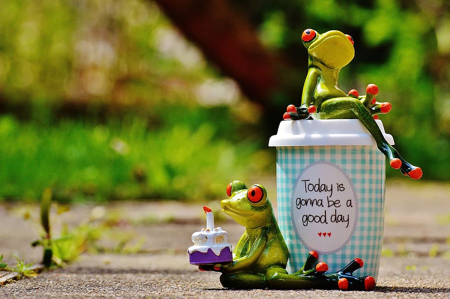 Chill Frog, western script, frogs, nature, focus on foreground Free HD Wallpaper