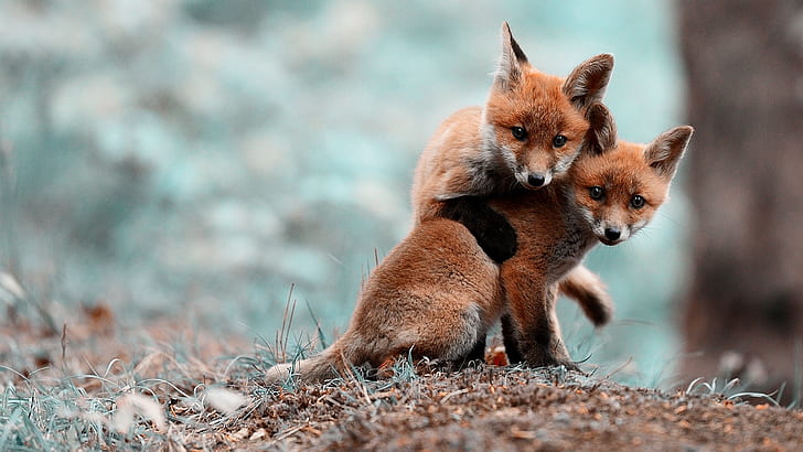 Cute Pet Baby Fox, photography, depth, cute, color Free HD Wallpaper