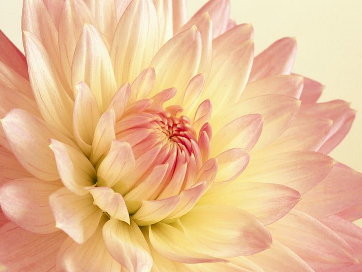 dahlia, pale, yellow, pink Free HD Wallpaper