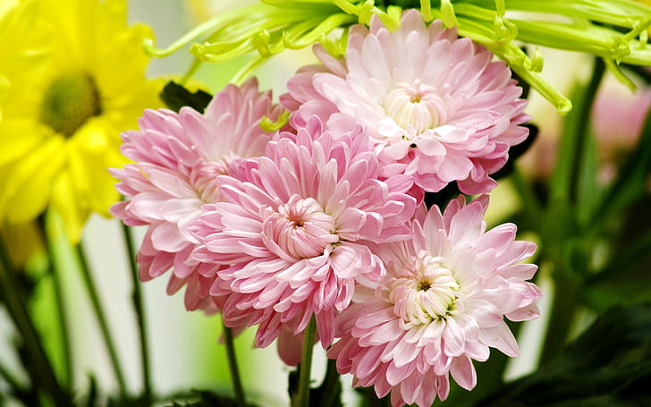 Dahlia Pinnata, close-up, pale, daisy, pink Free HD Wallpaper