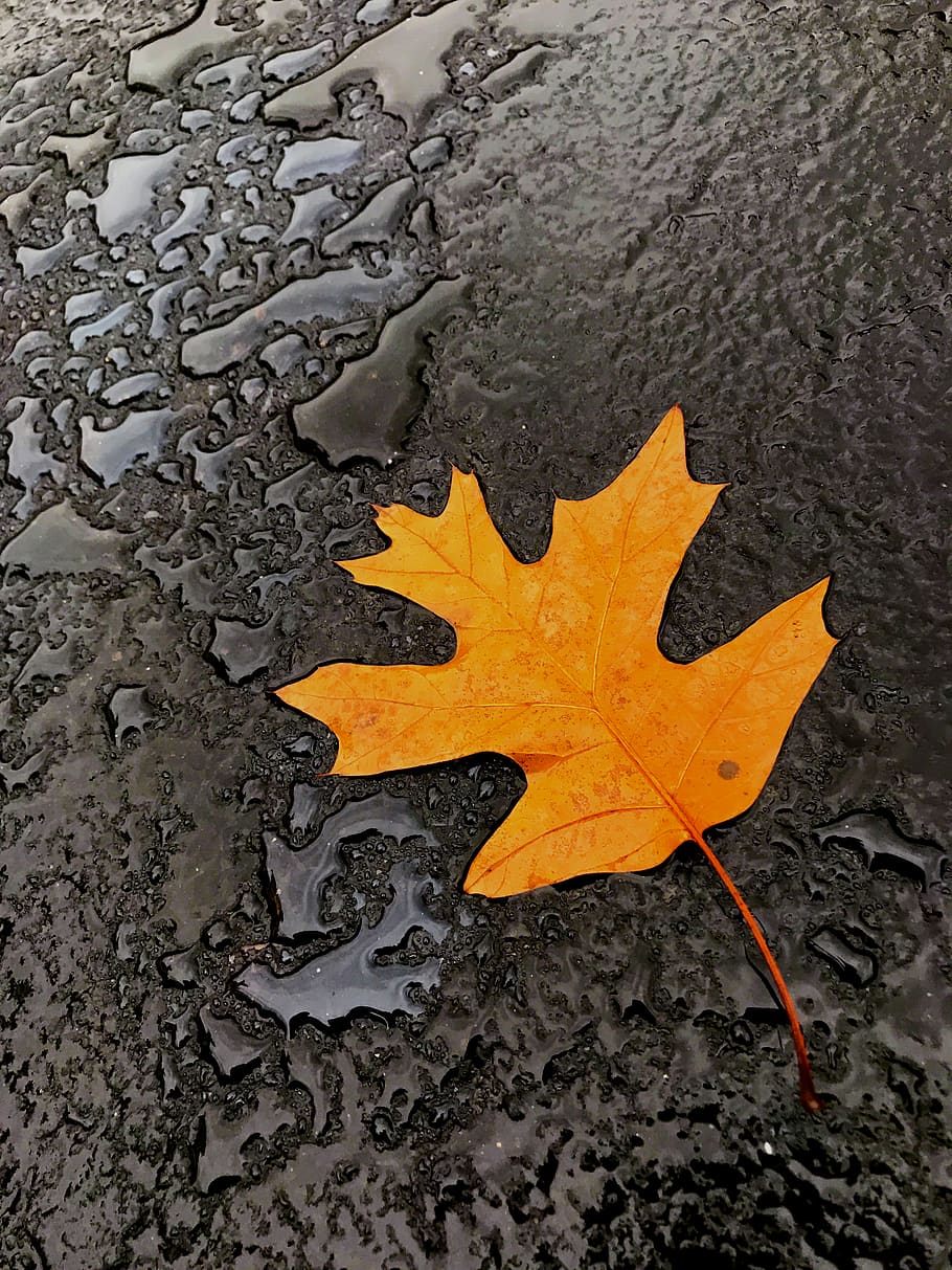 fall, plant part, maple leaf, color pop