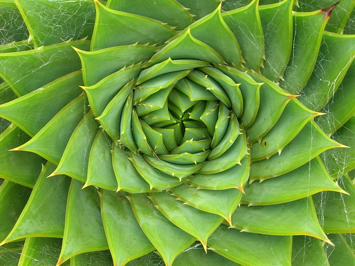 Fibonacci Spiral Design, explore, freshness, schnland, growth Free HD Wallpaper