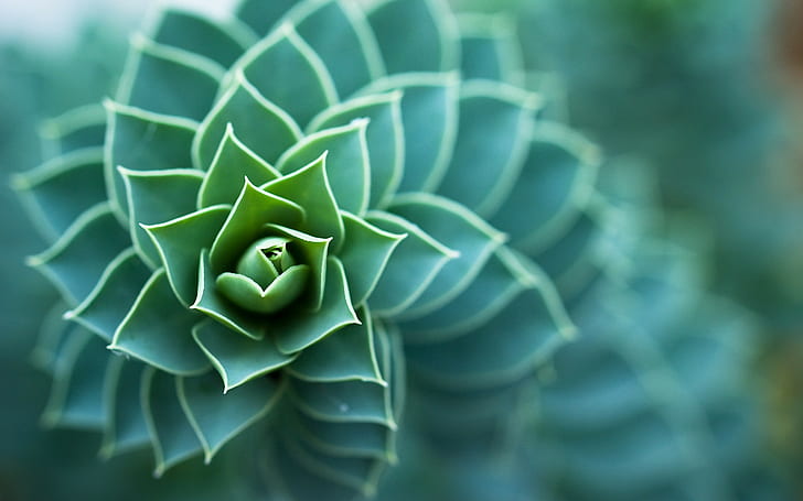 Fibonacci Spiral Nature, nature,, macro, succulent,, field, Free HD Wallpaper