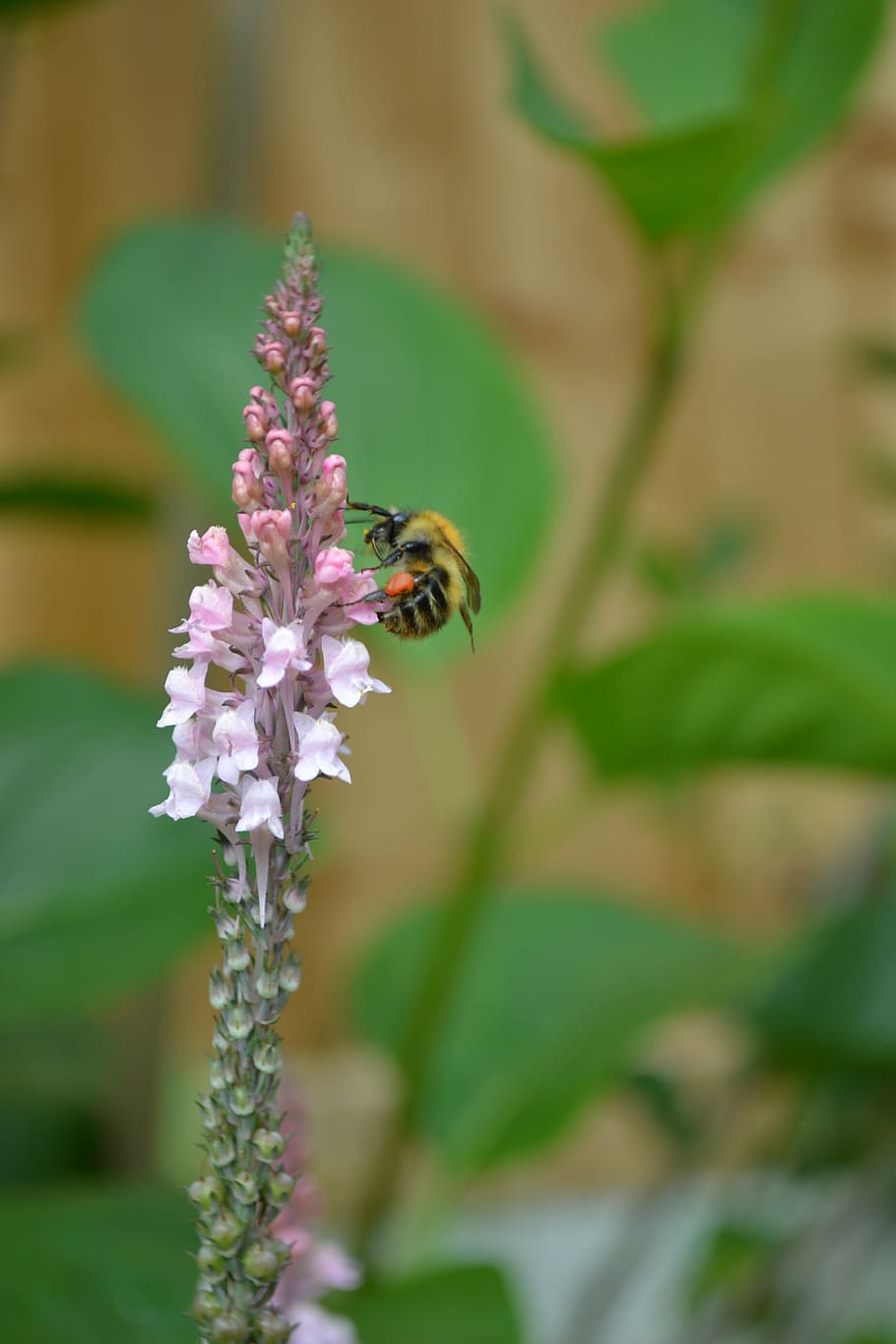 flower head, petal, animals in the wild, purple Free HD Wallpaper