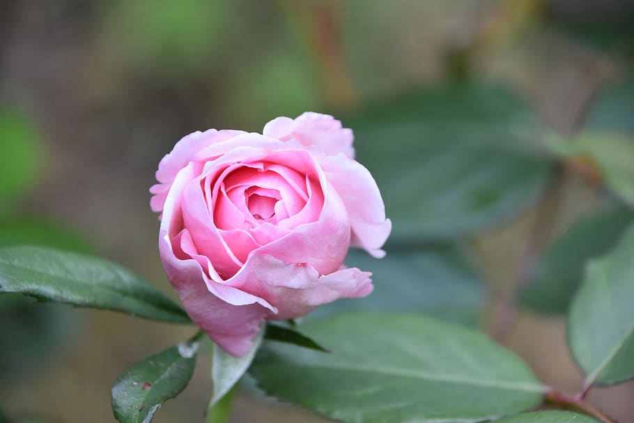 flowering plant, closeup, focus on foreground, rose  flower