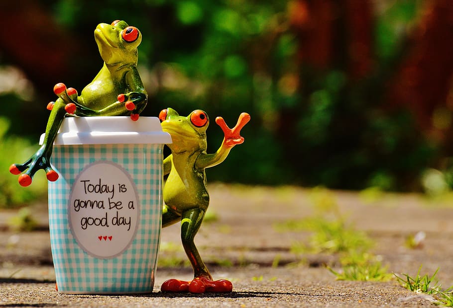 Funny Frog Love, happy, coffee, creativity, focus on foreground Free HD Wallpaper