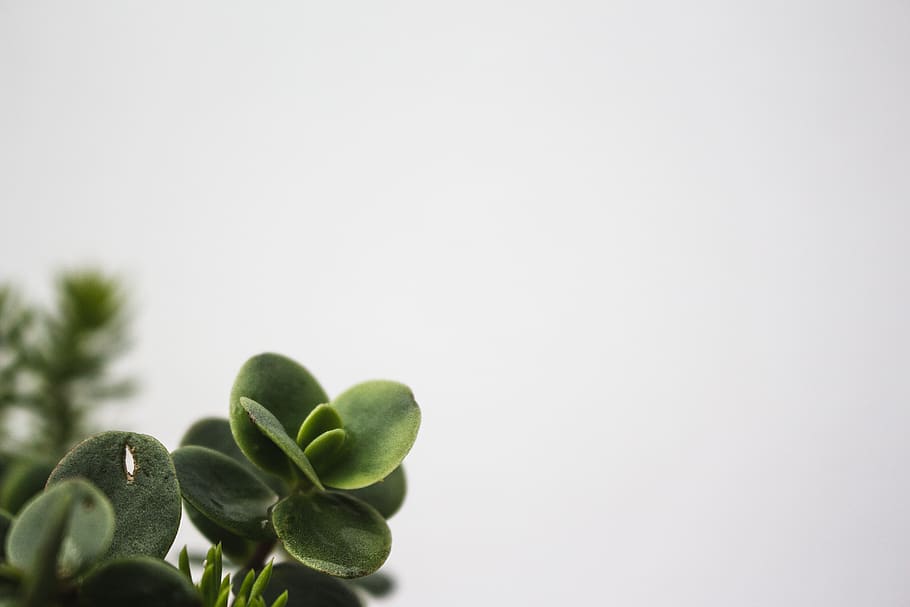 Gestalt Theory, green, minimalist, leaves, selective focus Free HD Wallpaper