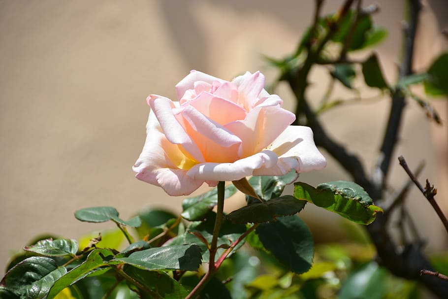 Golden Jubilee Quotes, white roses, rose, no people, nature