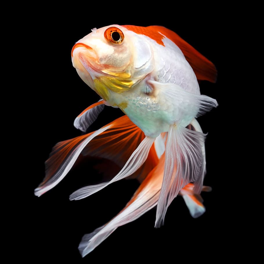 Goldfish, transparent, swimming, exotic, flame Free HD Wallpaper