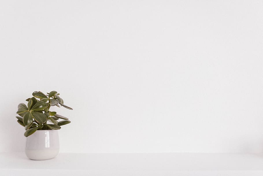 Hanging Plants Zoom, white background, vase, studio shot, succulent Free HD Wallpaper